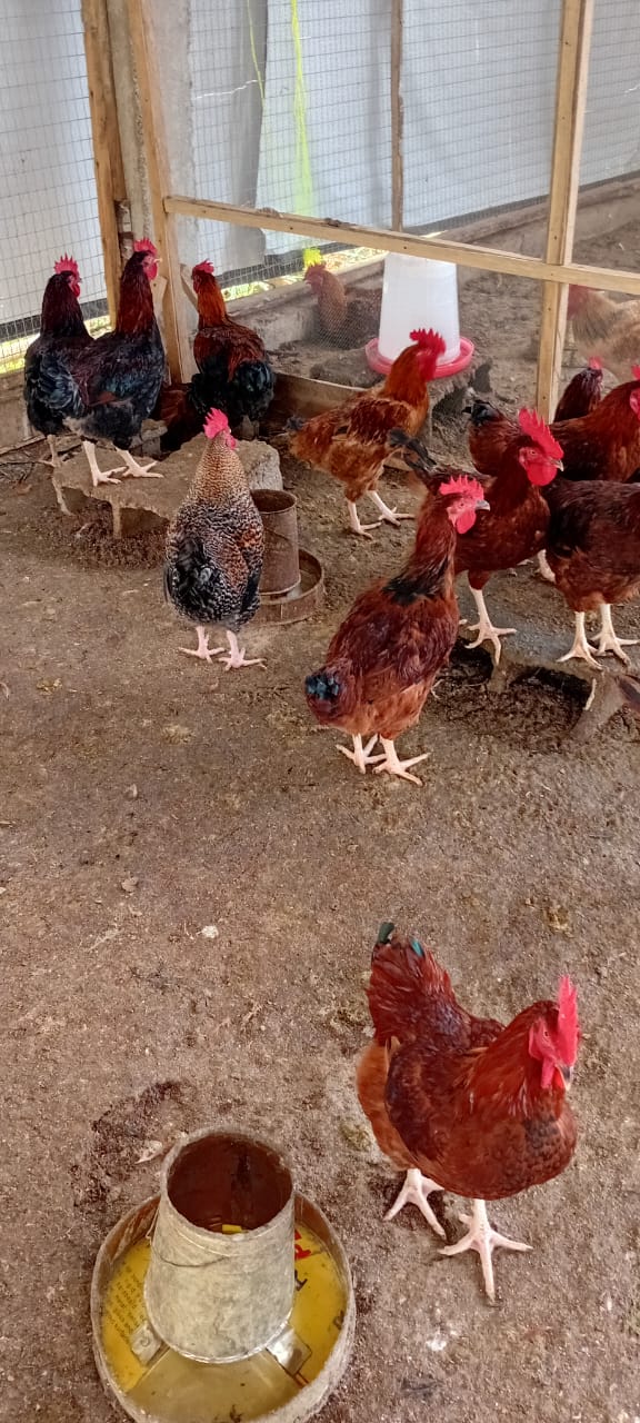 Poultry Flock
