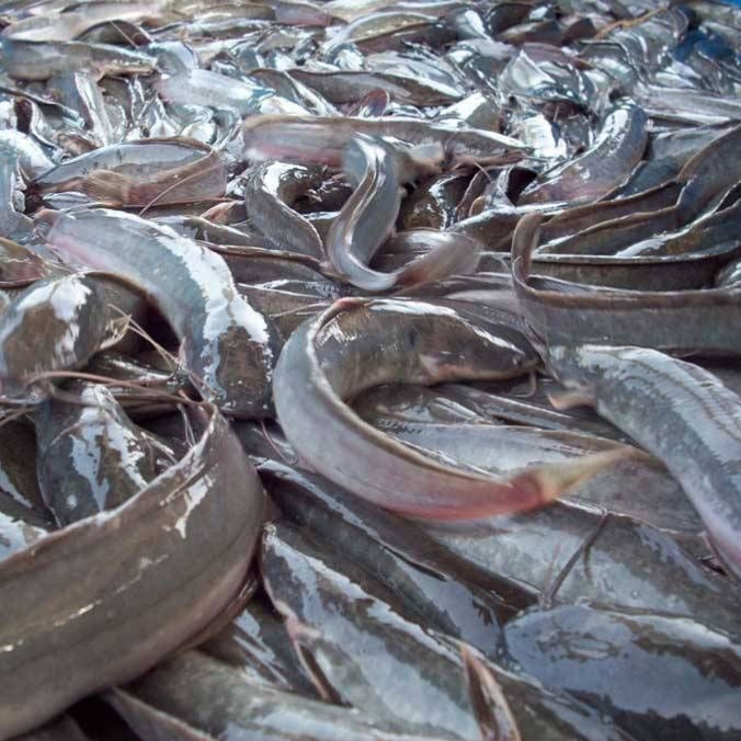 Fishery Cat Fish