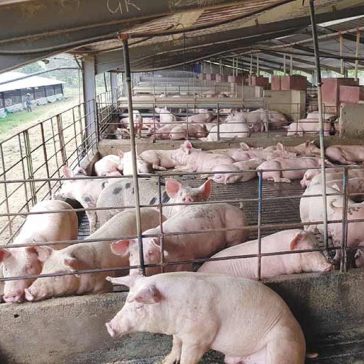 Pig Farming