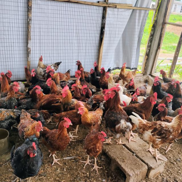 Healthy Chicken