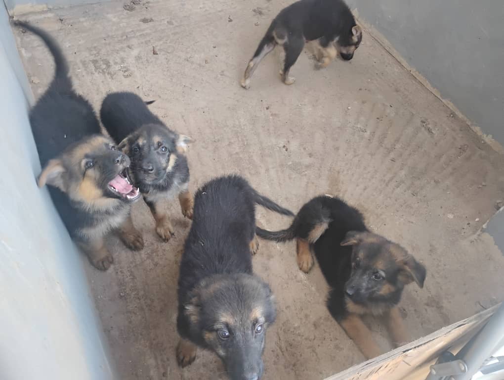 Puppies in Kennel