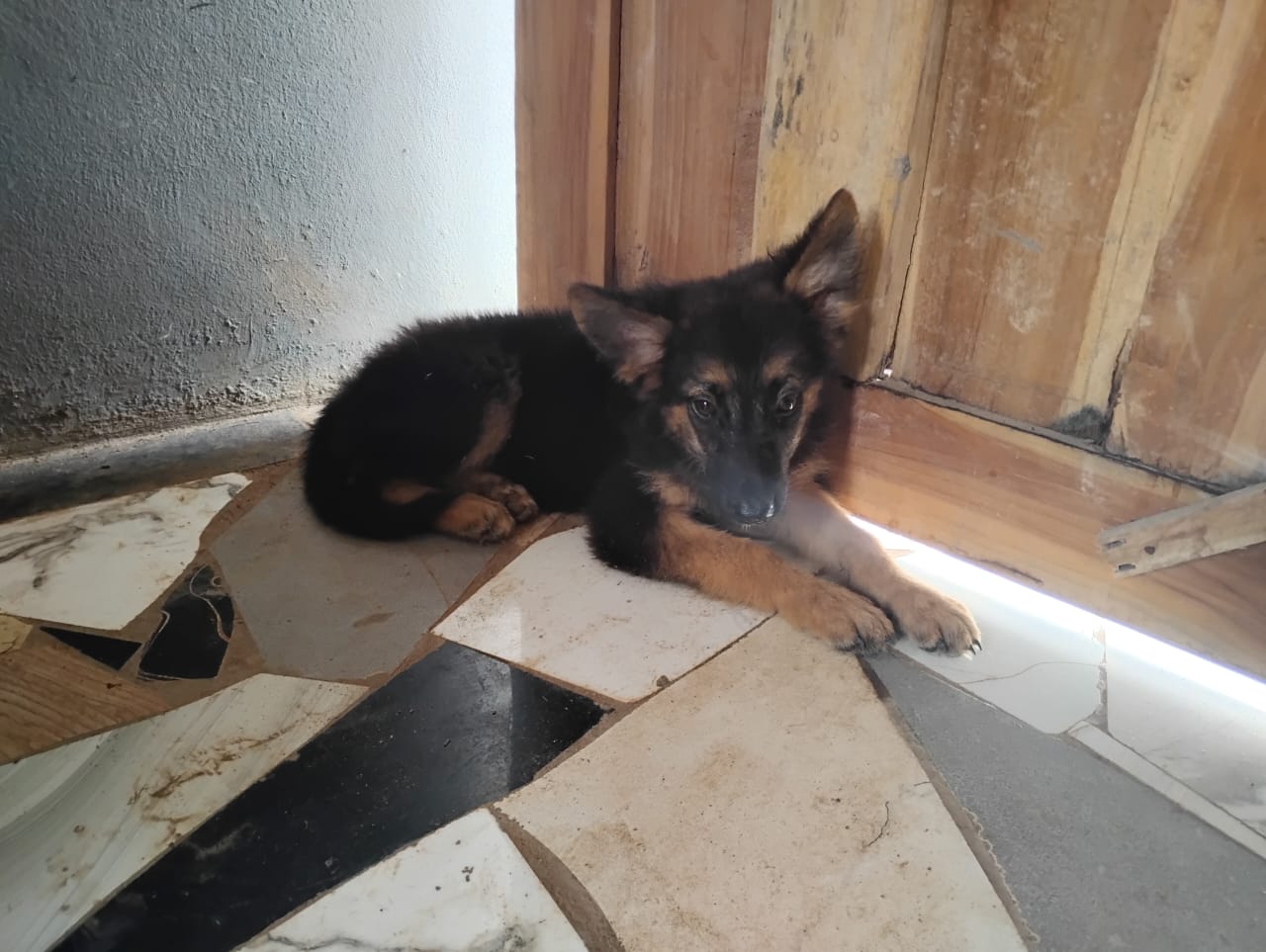 German Shepherd Puppy